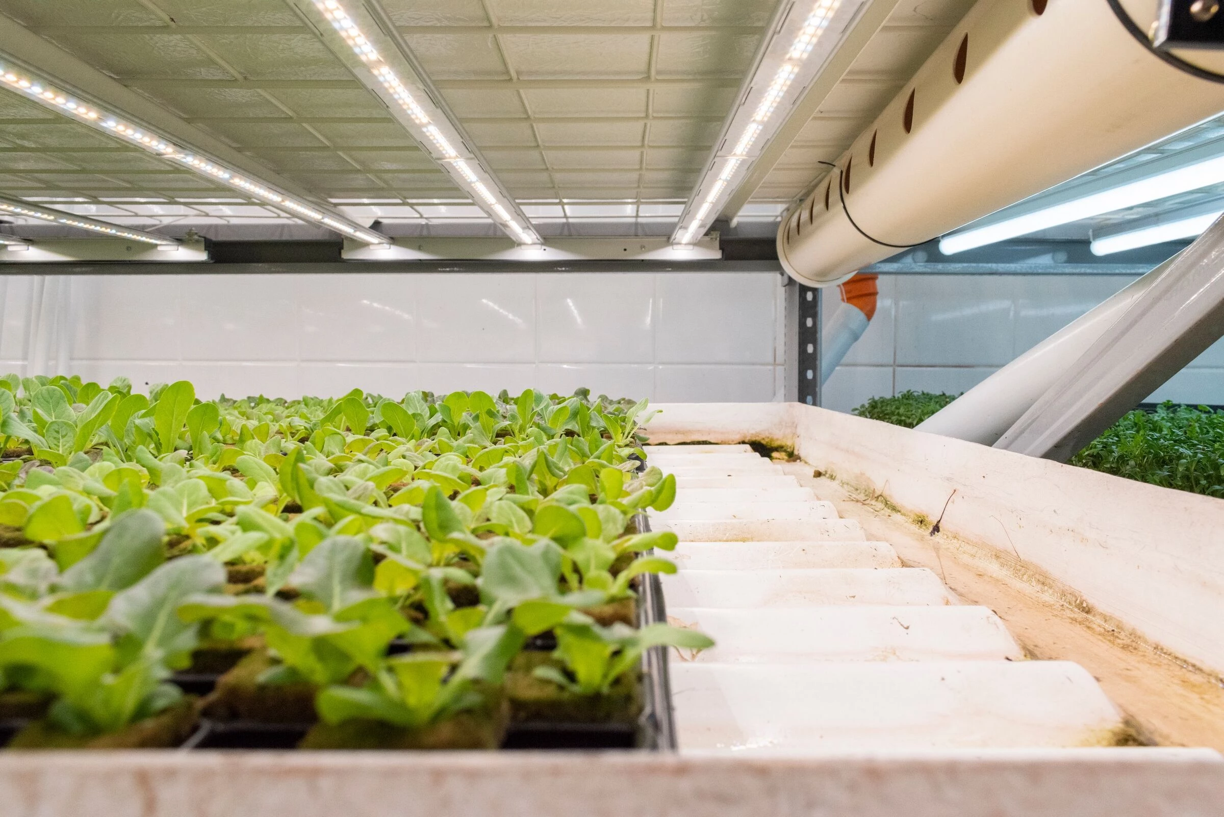 Fazenda Cubo 水培种植丨巴西圣保罗丨Estúdio Lava-25