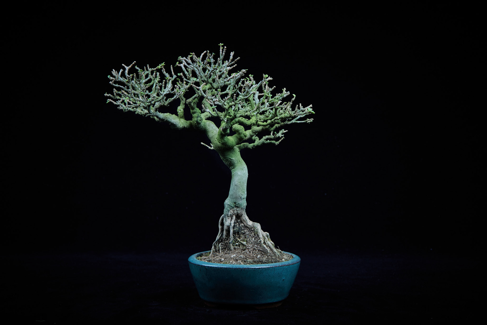 20~25公分小品盆栽-7