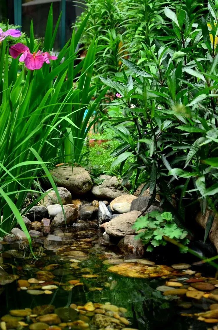 90后夫妻用4年时间，在魔都造了60平米花园，遛狗逗猫，好不惬意~-27