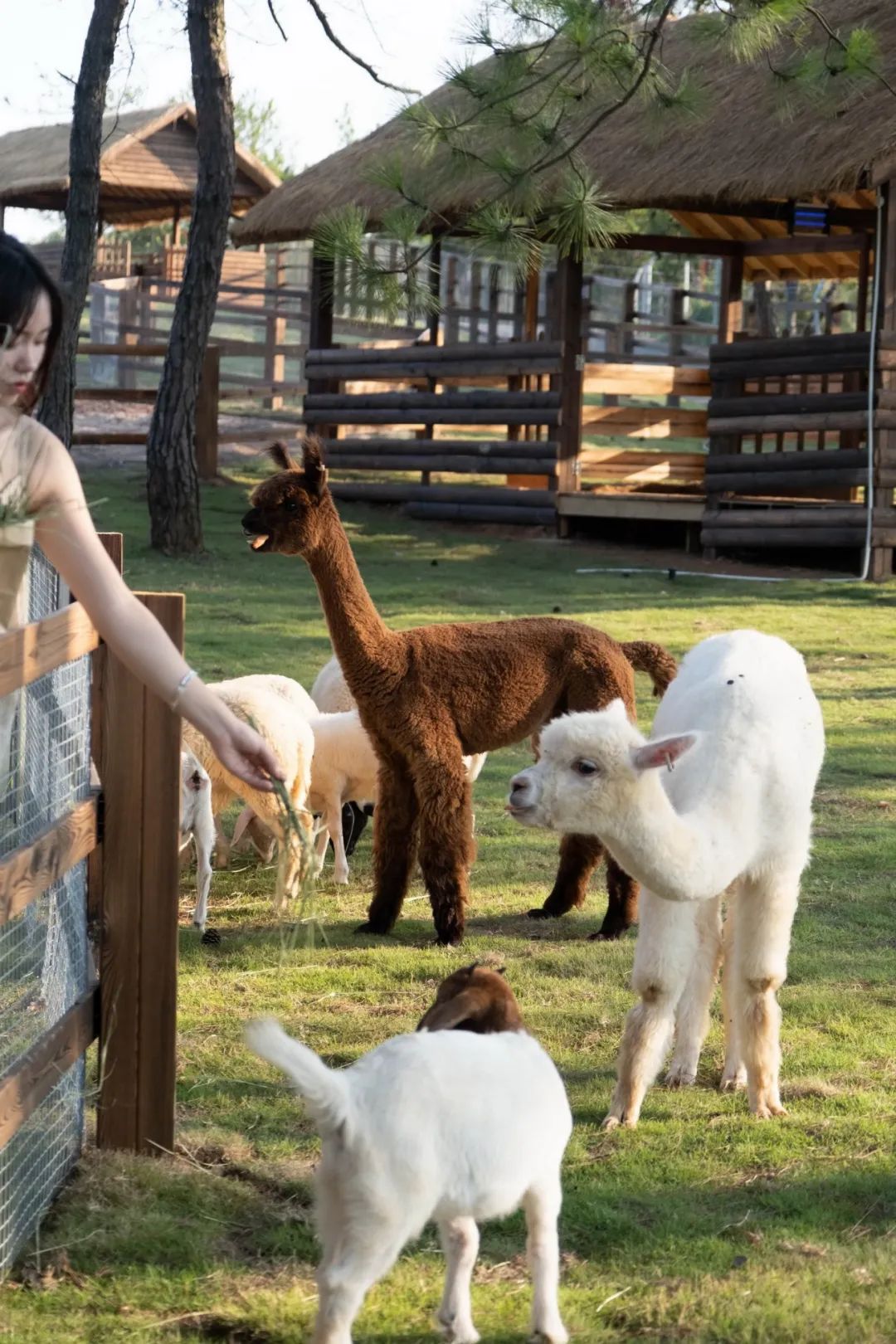 江西·云天麓谷牧场与茶室丨中国吉安丨平介设计&则问设计-4