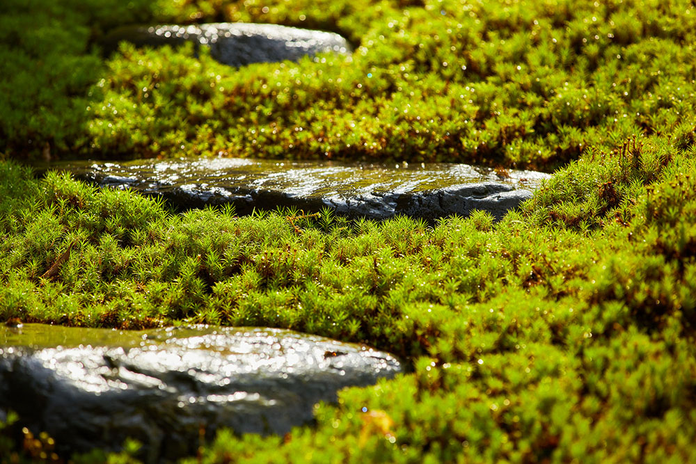 圣石庭院（House of the Sacred Rock）丨日本京都丨Hiroshi Nakamura & NAP-38
