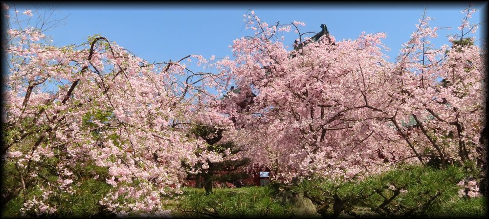 平安神宮神苑丨日本京都丨七代目小川治兵衛-61