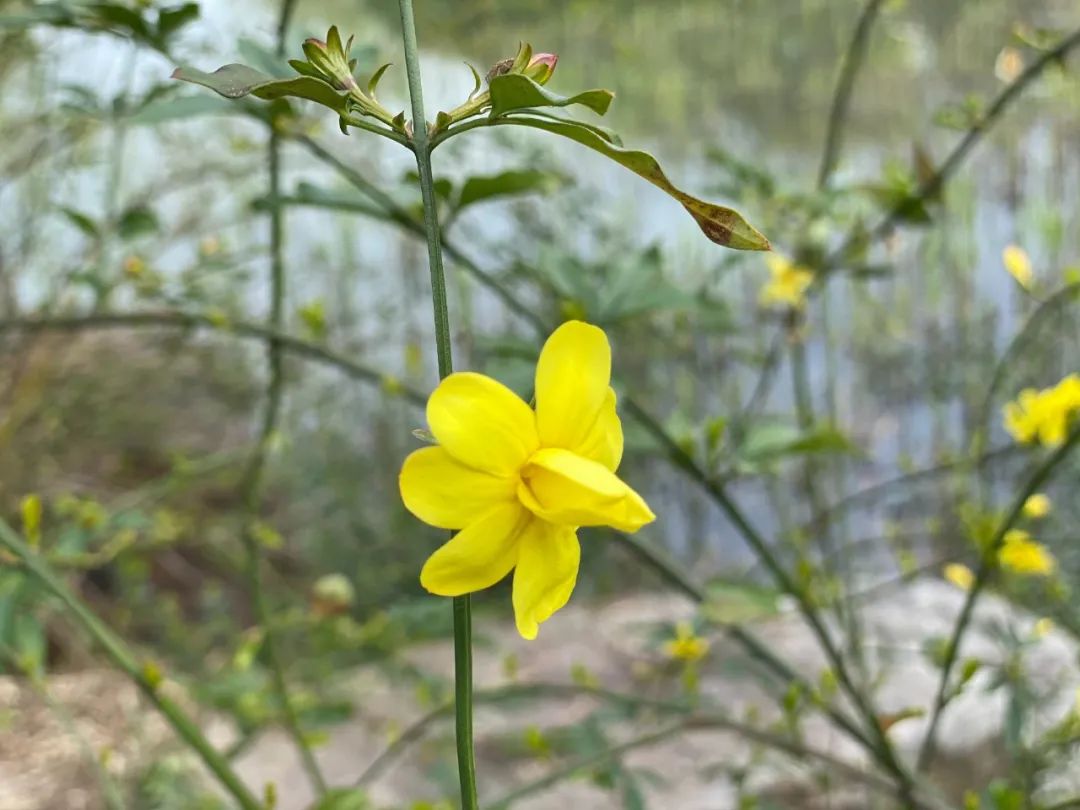 疫情下的自然憧憬 | 打造属于自己的一方花园天地-23