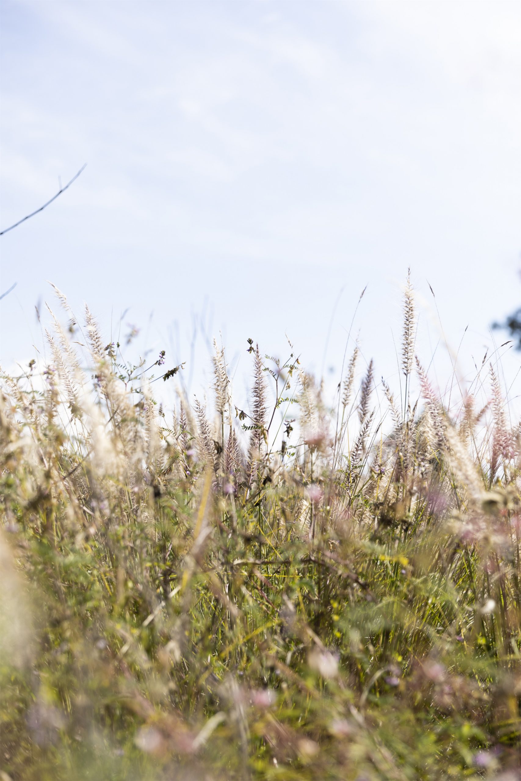 草甸景观设计-15