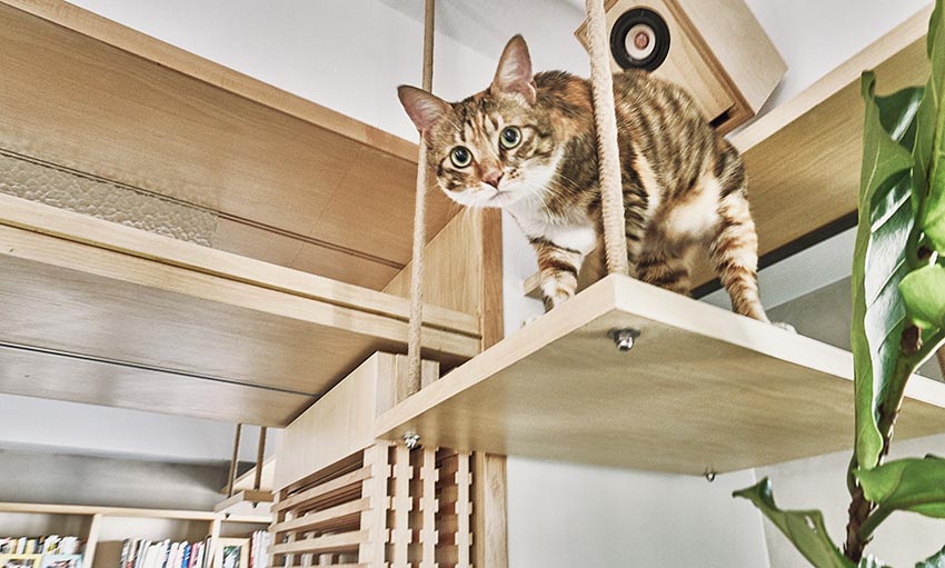 宠物宅设计！专为毛小孩规划-4