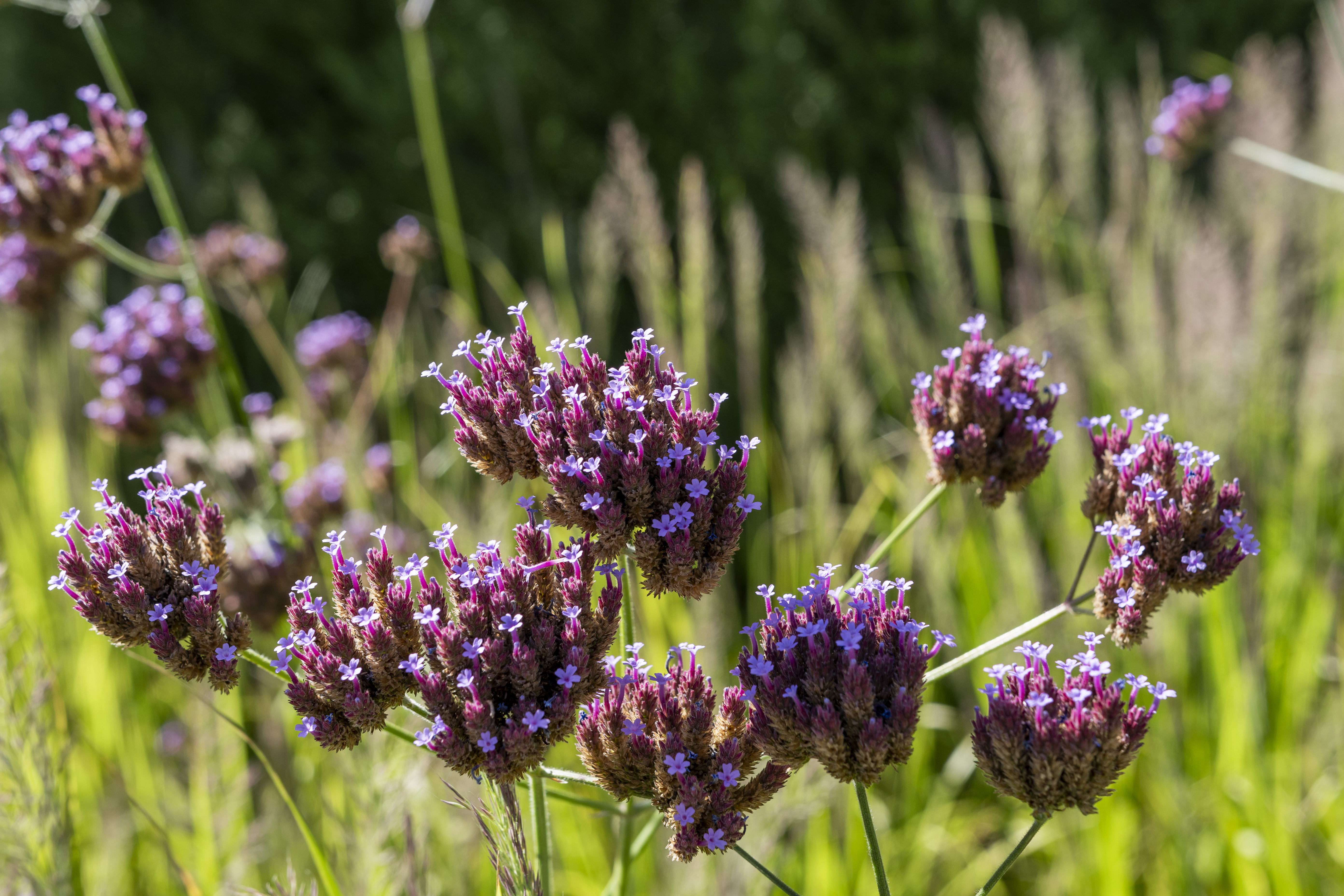SERENITY GARDEN 景观设计-14