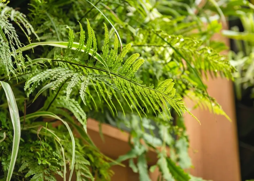 Docklands Courtyard Garden-21