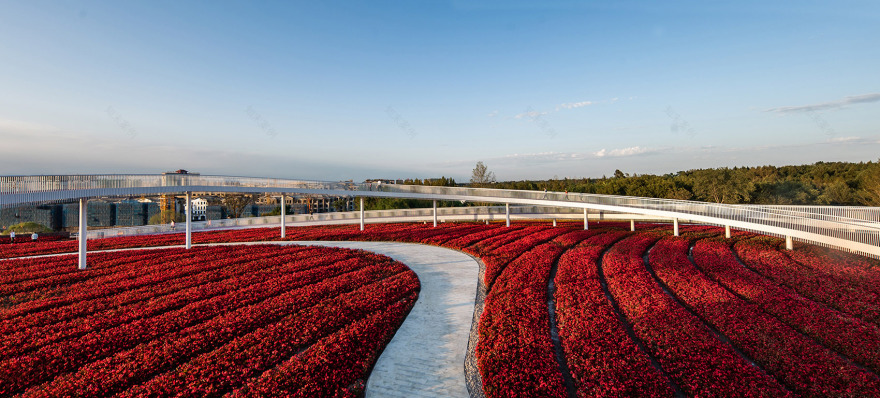梅河口浪漫花海公园丨中国吉林丨麦田景观-41