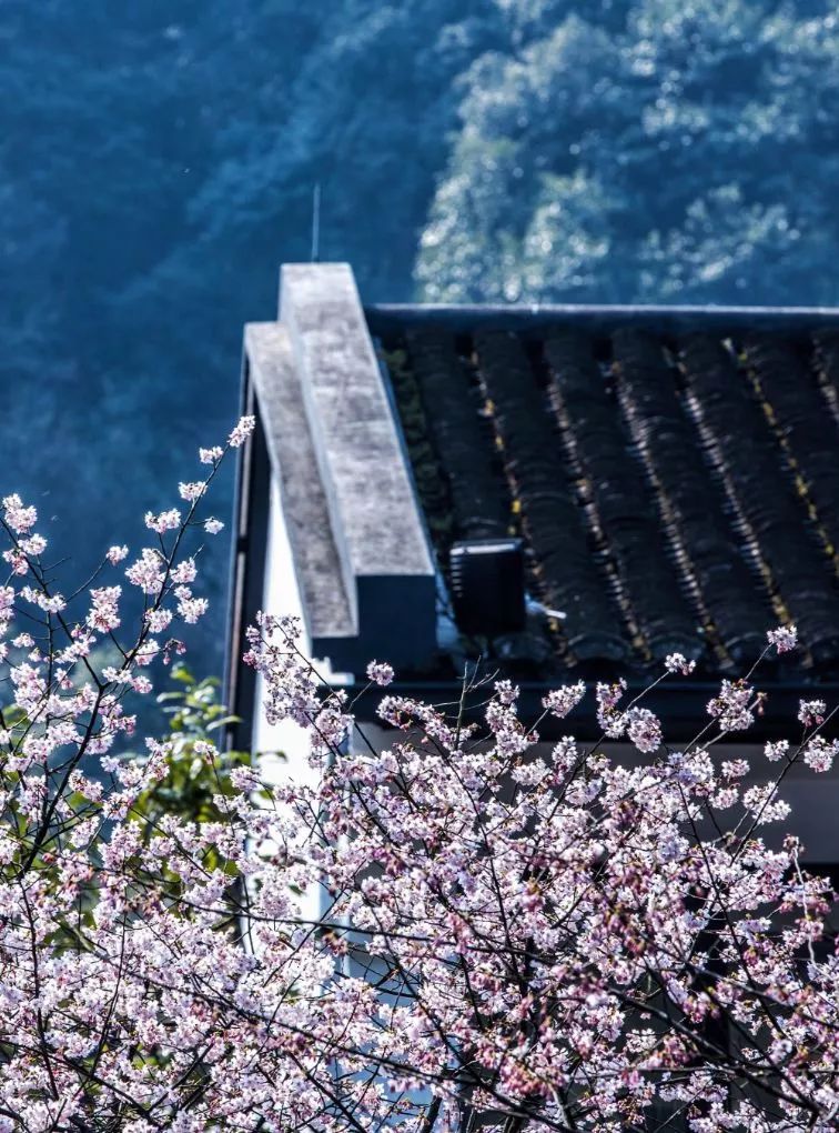 山居艺术 | 云间桃树，泉鸣林深-39