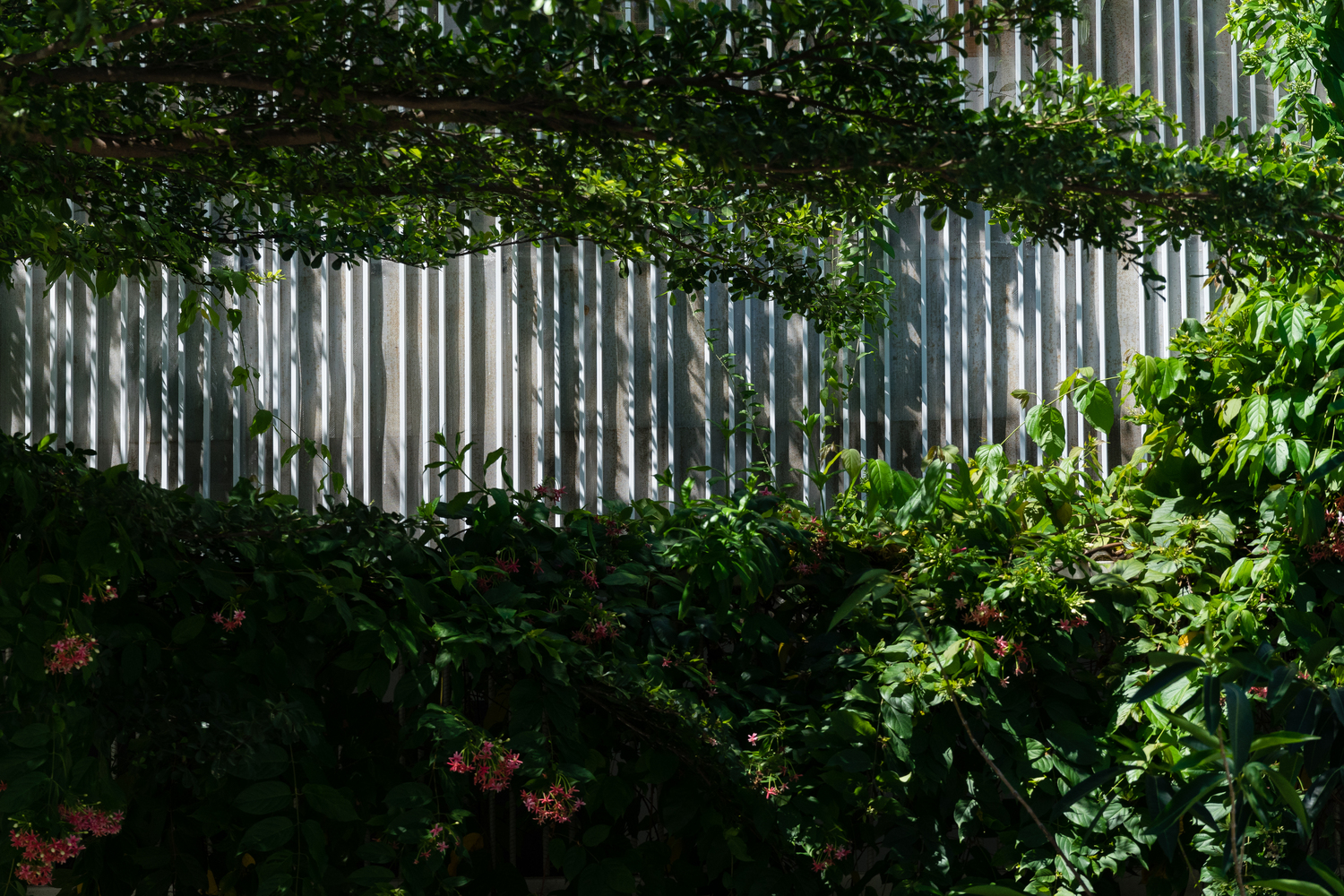 越南三代人记忆中的绿色家园-59