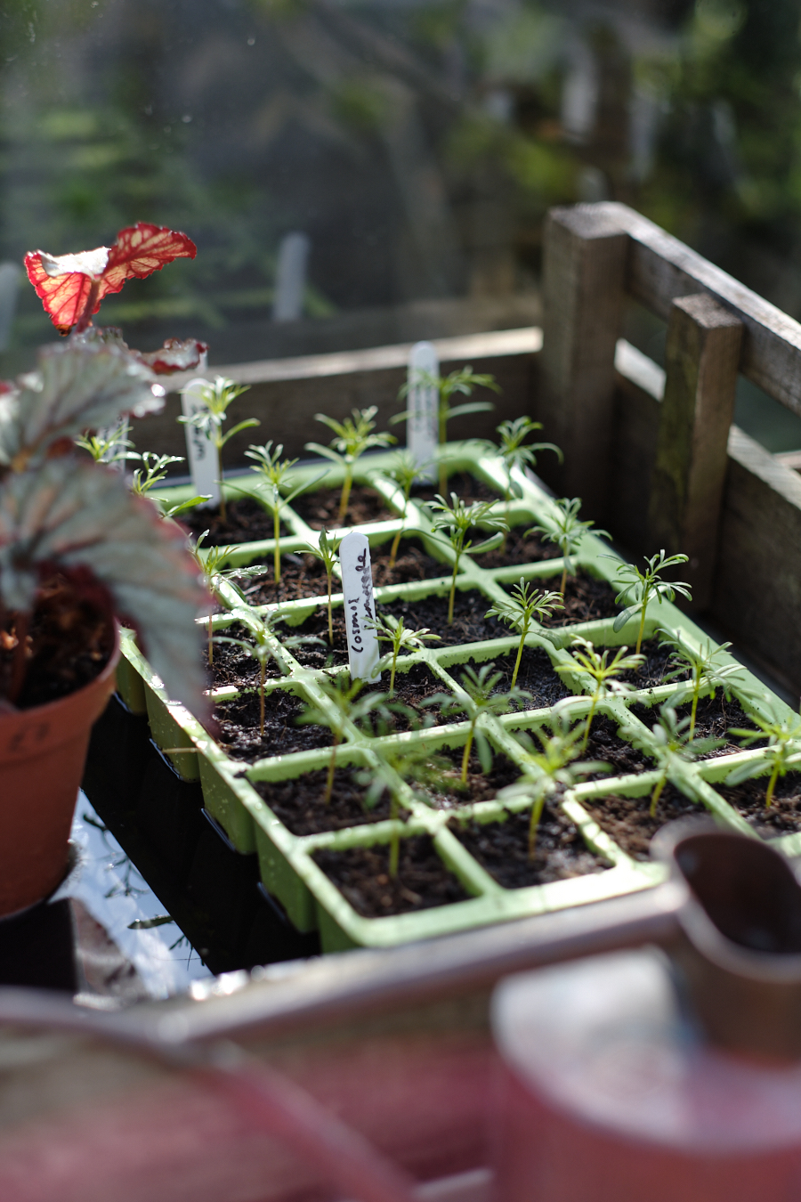 Creating a cottage garden - Lobster and Swan-18