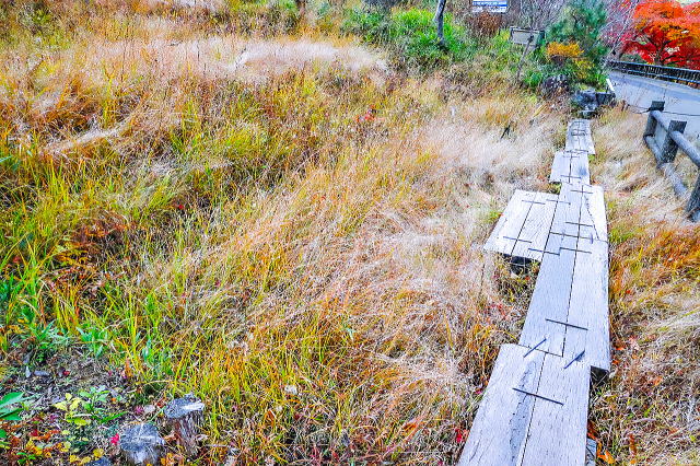 名古屋市东山动植物园之植物园丨日本爱知-21