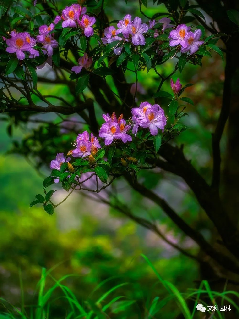 深圳市梧桐山第六届毛棉杜鹃花会景观设计丨中国深圳丨文科园林-54