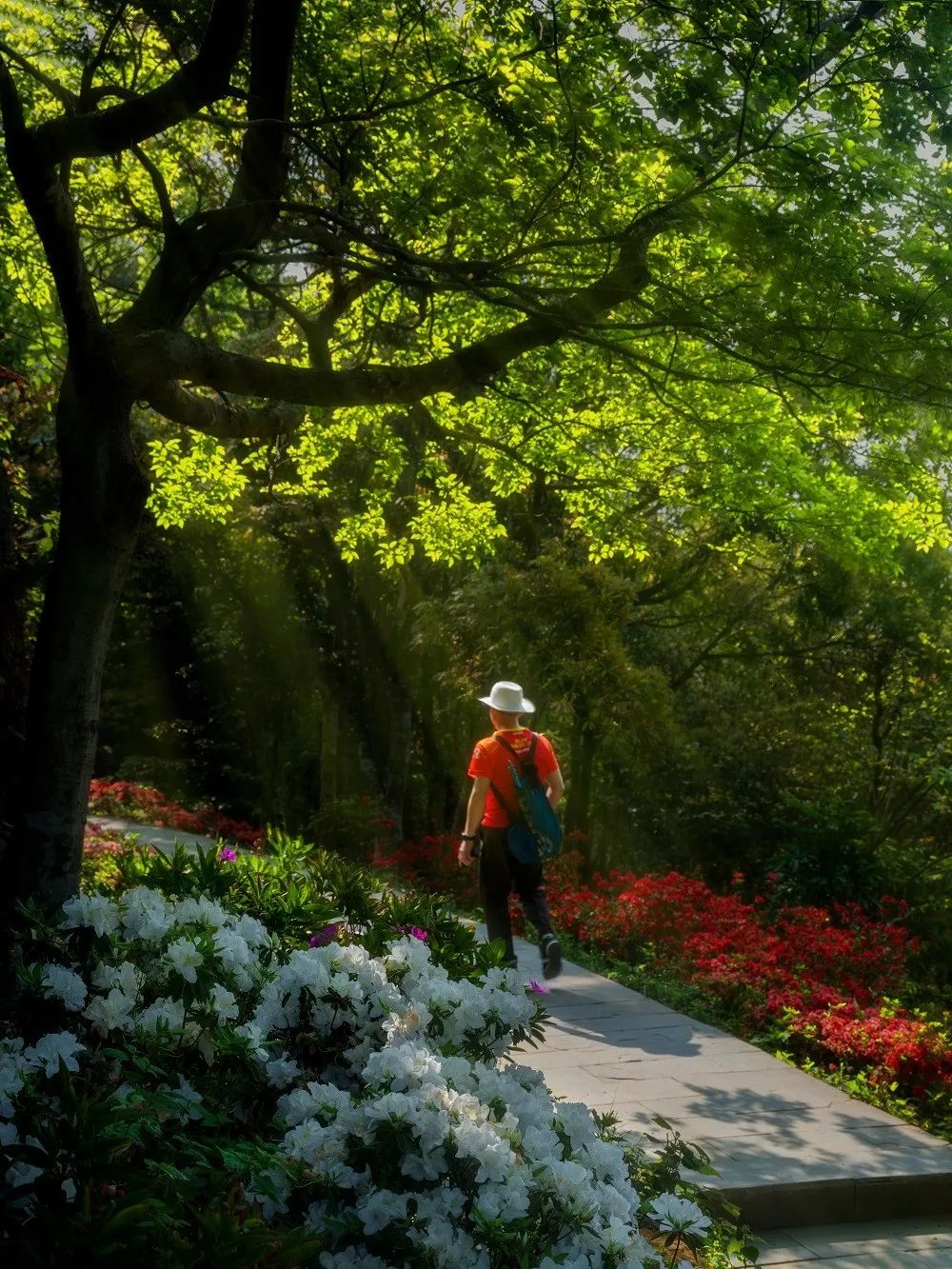 深圳市梧桐山第六届毛棉杜鹃花会景观设计丨中国深圳丨文科园林-51