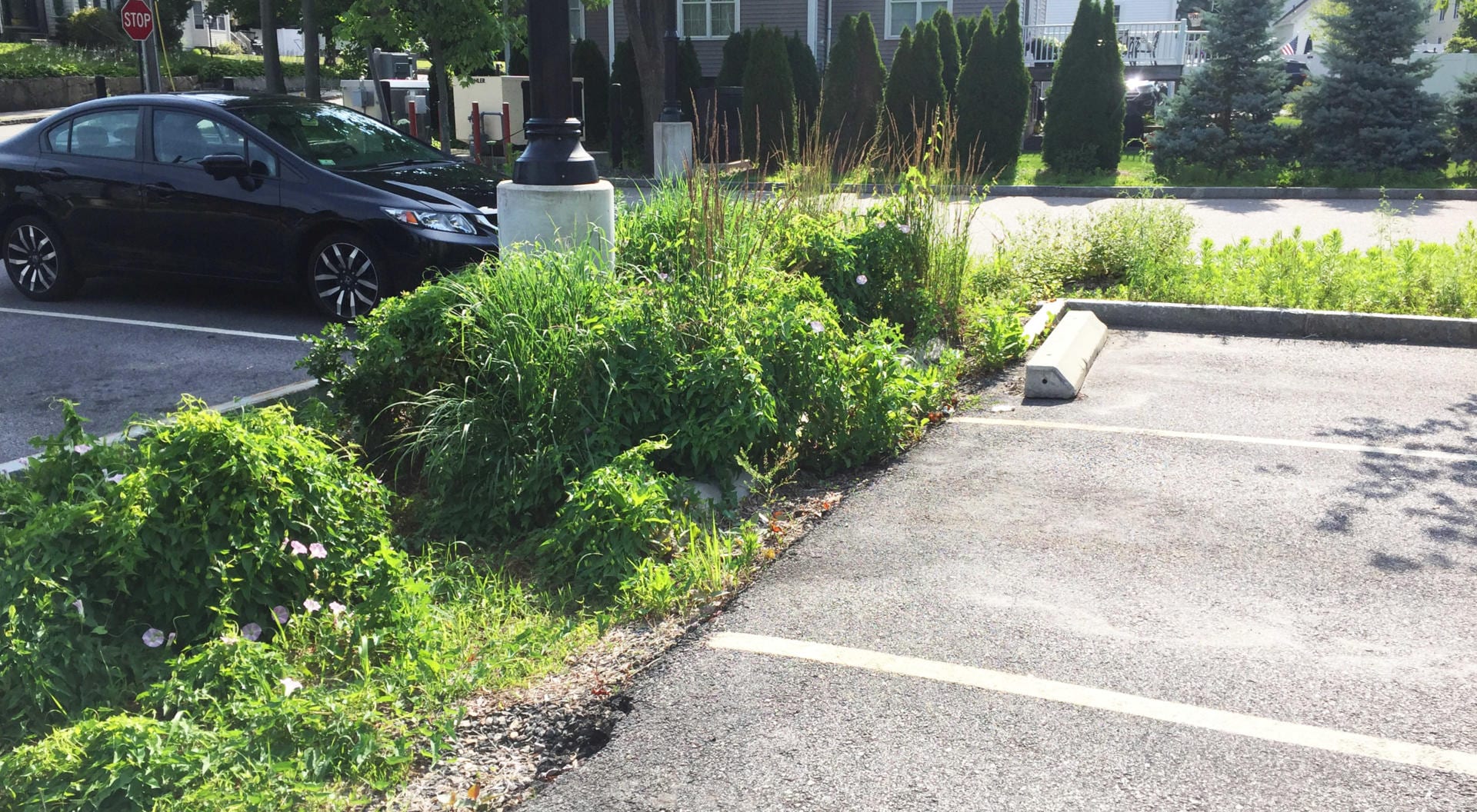 医疗办公室雨水花园丨美国普罗维登斯-42