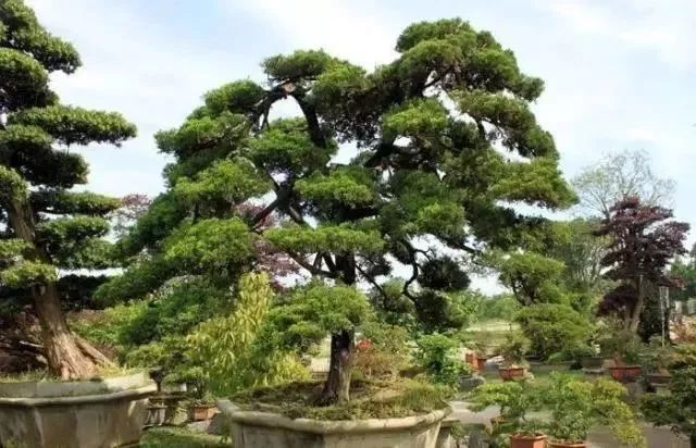 10 大最适合景观造型的树种解析-1