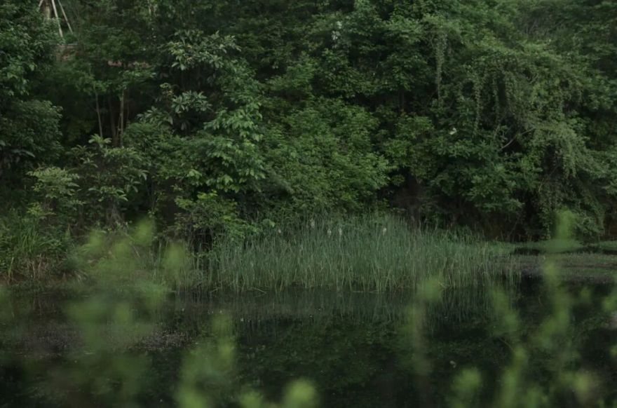 城市掌心的生态山野——麓野公园-187