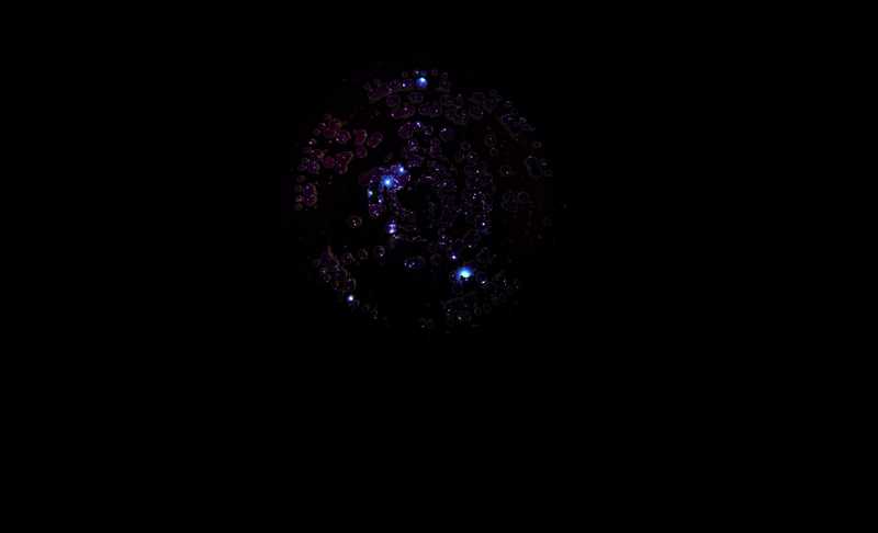 Star Gardens; Purple Hollow — endemicarchitecture-12