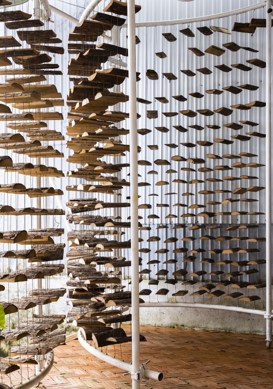 采茶,开花丨越南-48