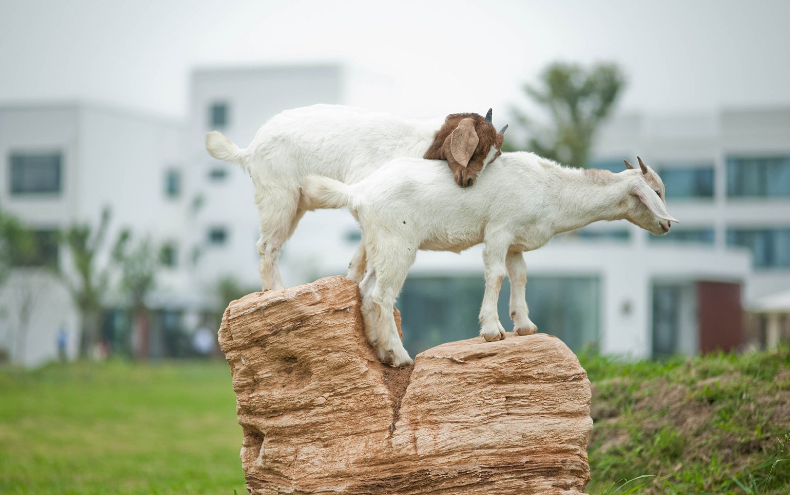 武汉外酒店  后象设计师事务所-73
