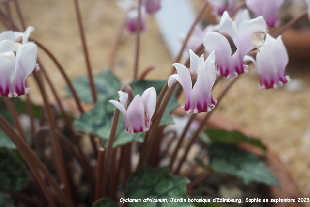 爱丁堡高山植物园丨英国爱丁堡-42