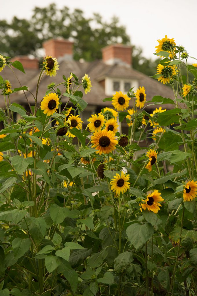 丨美国纽约丨Janice Parker Landscape Architects-11