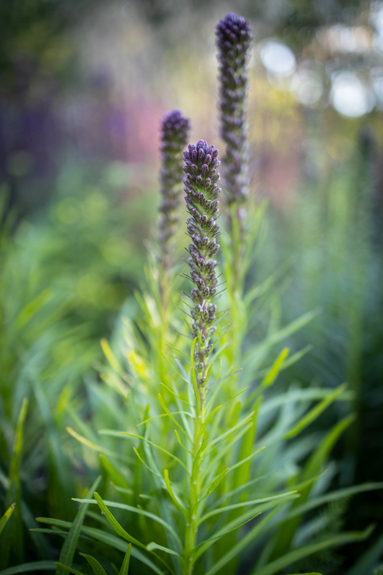 TUREK · ogród z ryską（有风险的花园 · 图雷克）-20