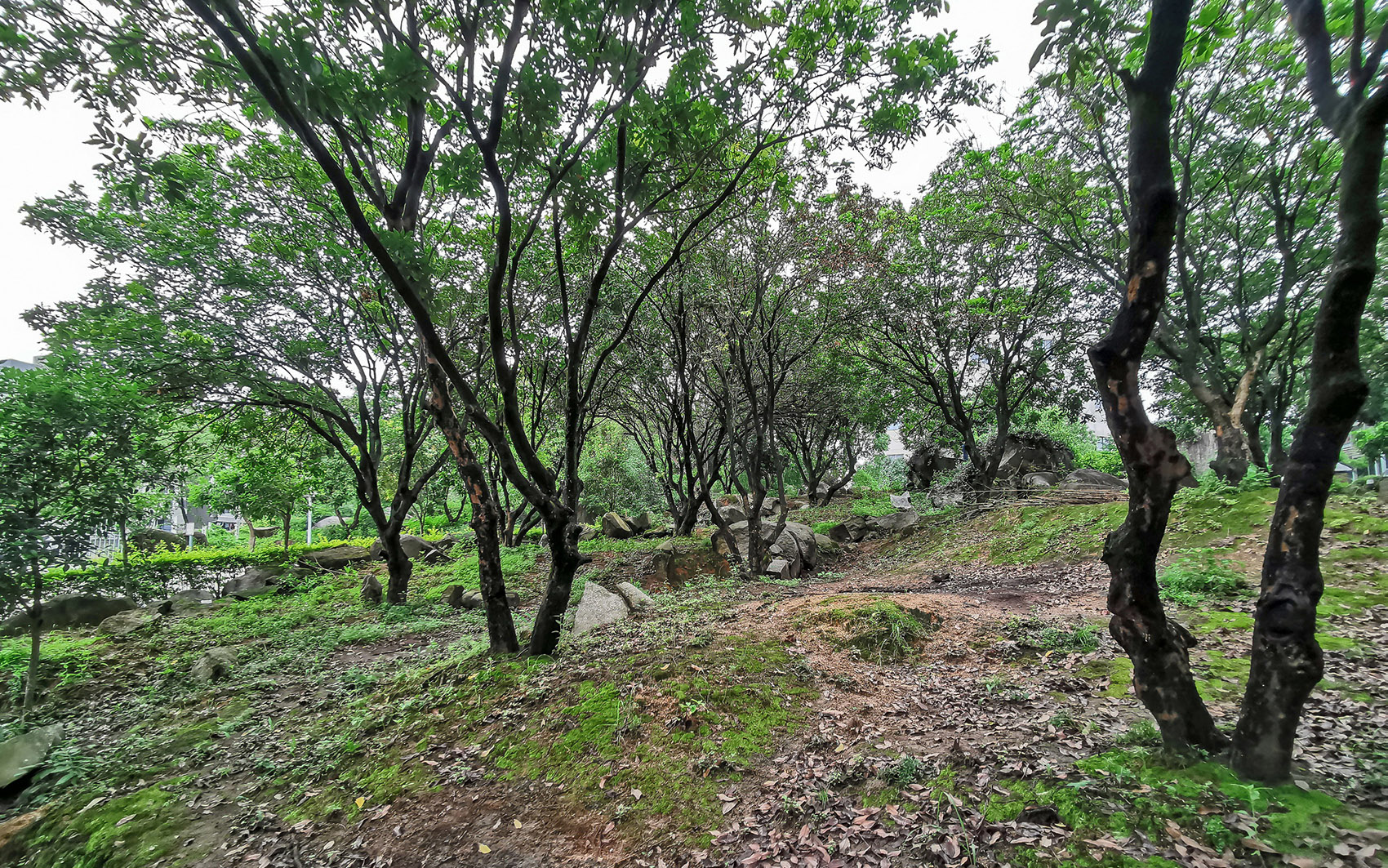 龙眼树下的院子丨中国泉州丨在场建筑-107