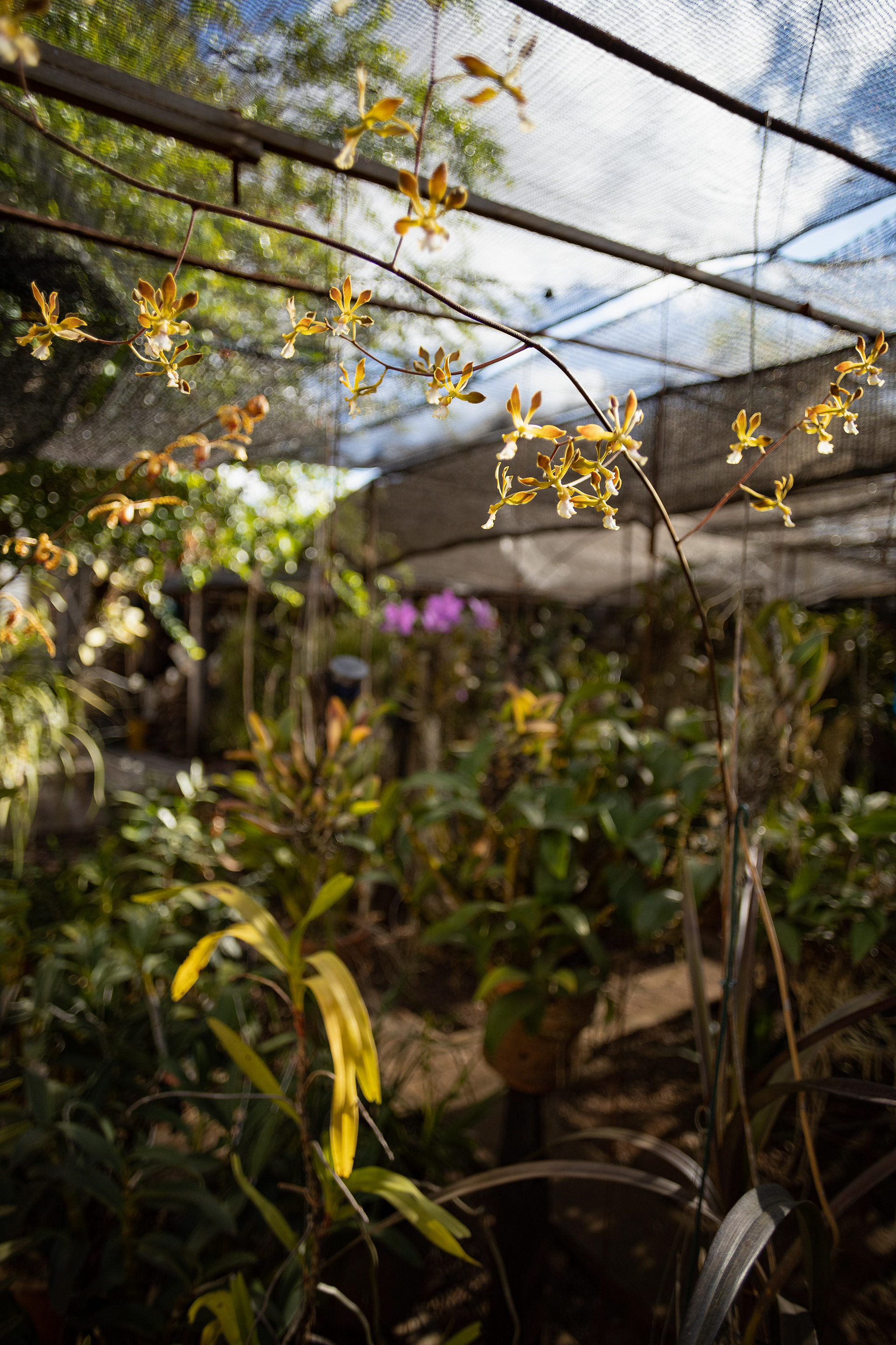 室内植物设计-2