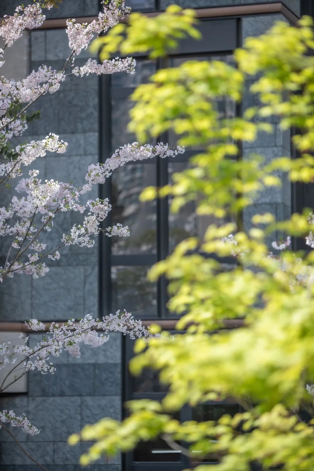 魔都五大赏樱胜地丨中国上海-23