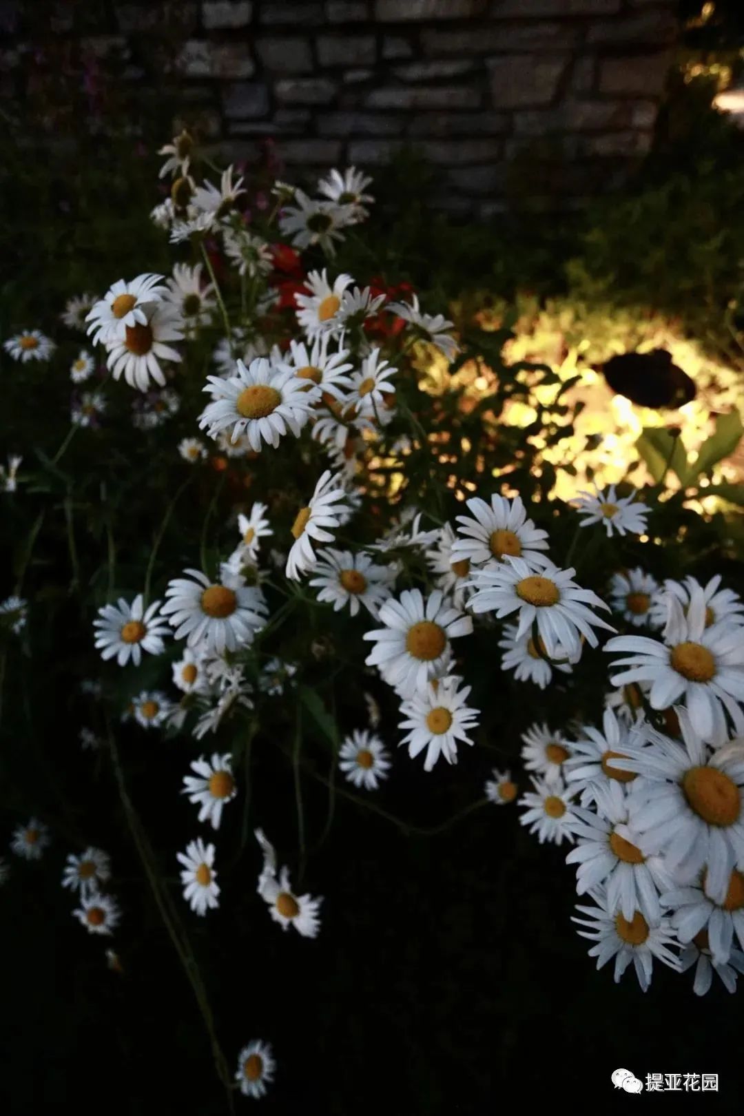 聆湖轩50号别墅花园设计丨中国宁波丨提亚生态科技(浙江)有限公司-52