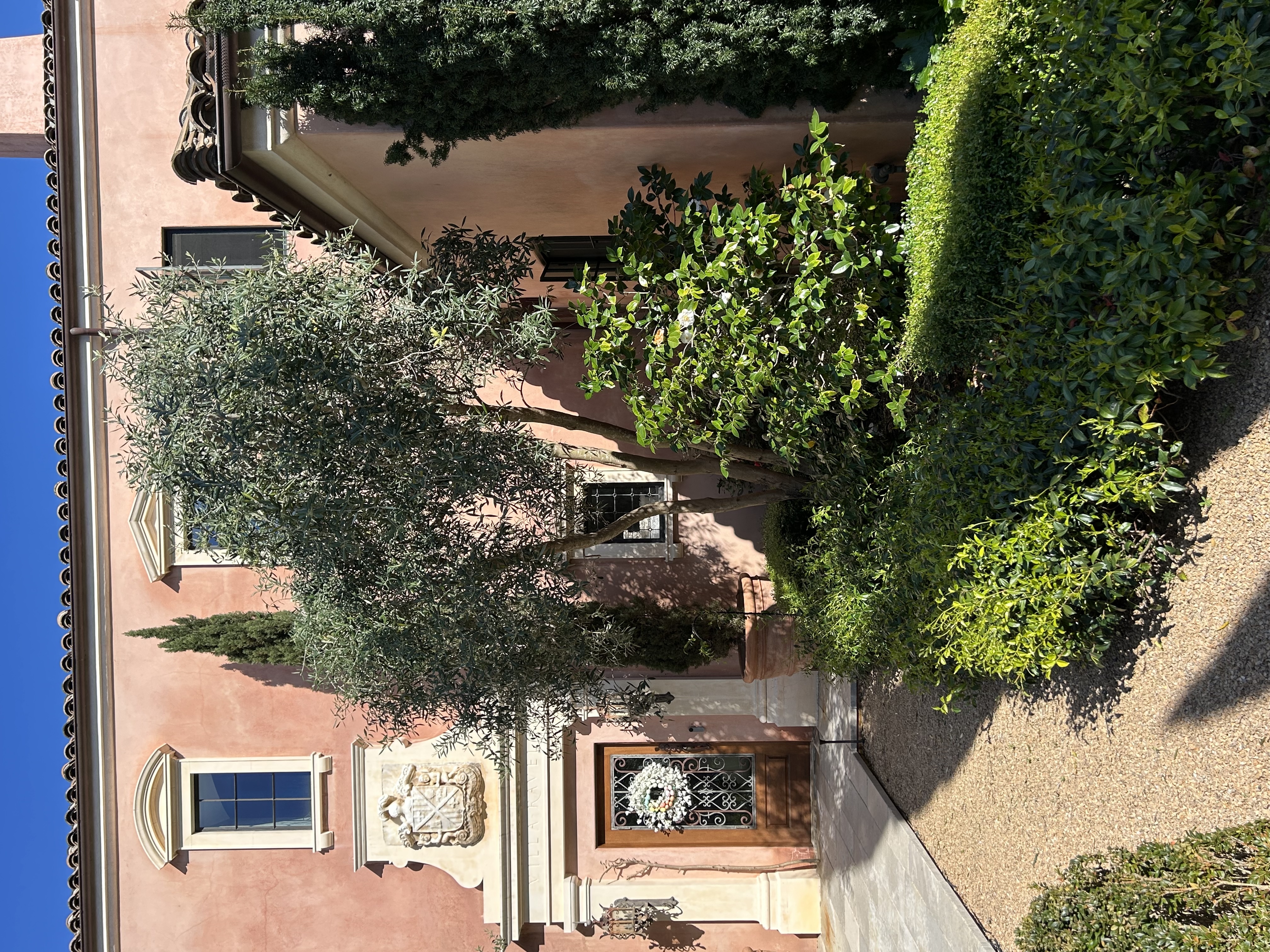 橄榄树修剪以改善厨房采光及树干线条-6