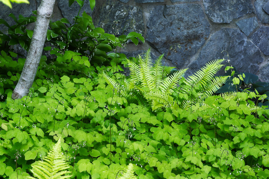 圣胡安岛森林住宅-6