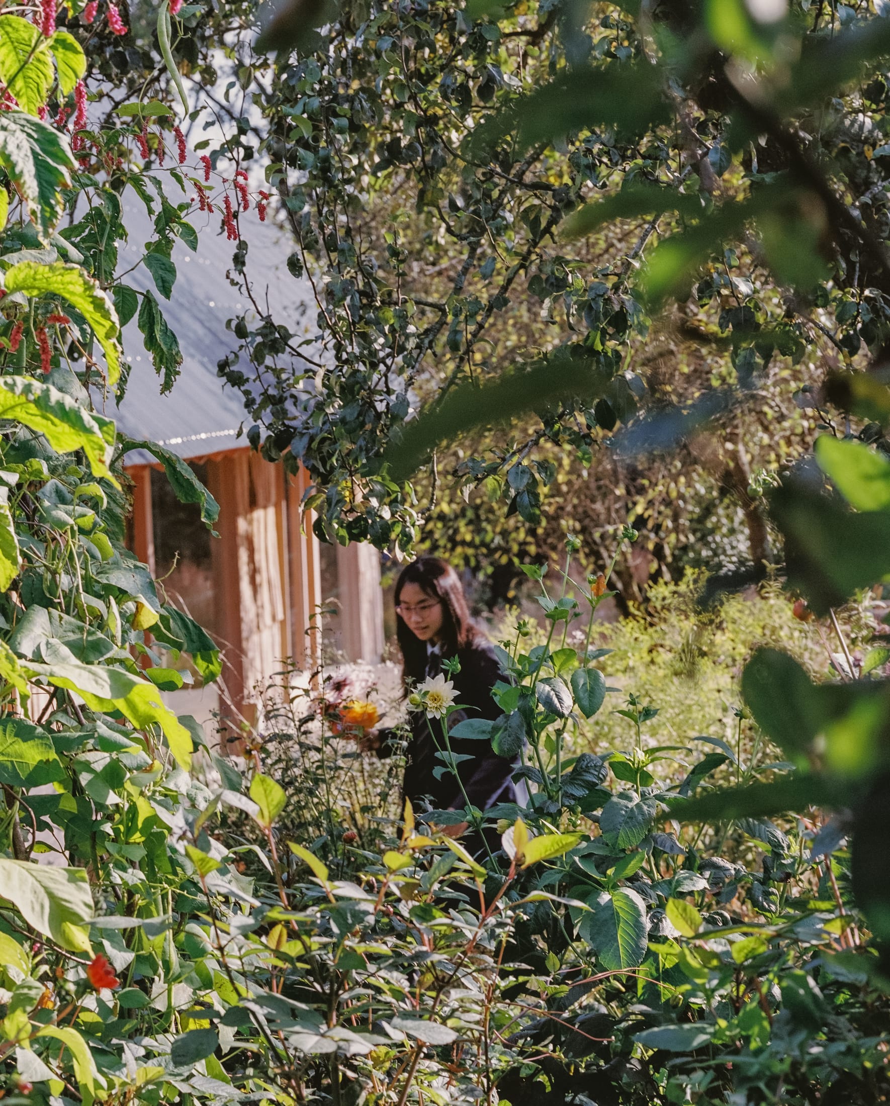 果园丨英国丨Okra-18