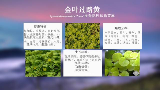 秋凌景观陪伴你学习的第3128天-59