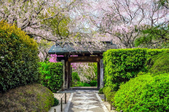 明月院庭园等景观丨日本神奈川-15