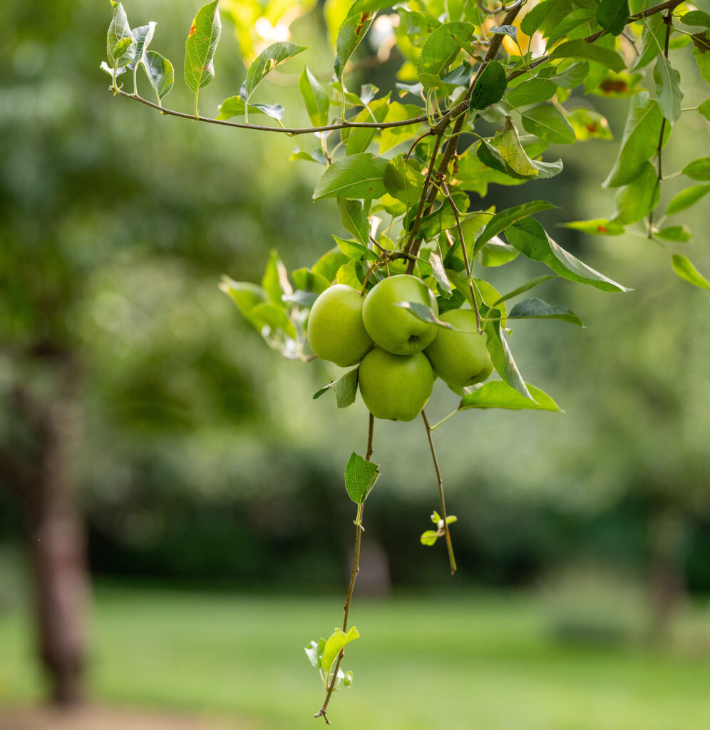 丨Janice Parker Landscape Architects-11