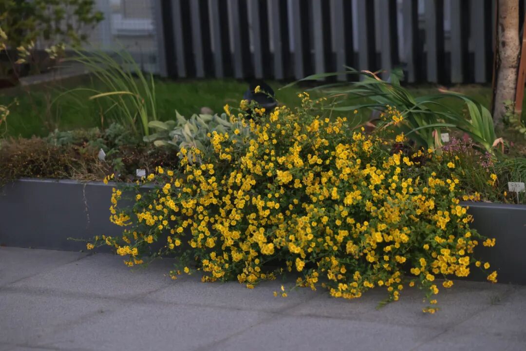 张唐探索|孤芳自赏的勇气——有.园张唐景观屋顶花园一年更新-83