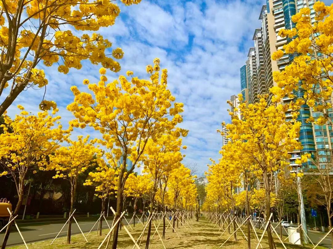 花漾广州 · 四季繁花的花城时空丨中国广州丨GZPI景观与旅游规划设计所-40