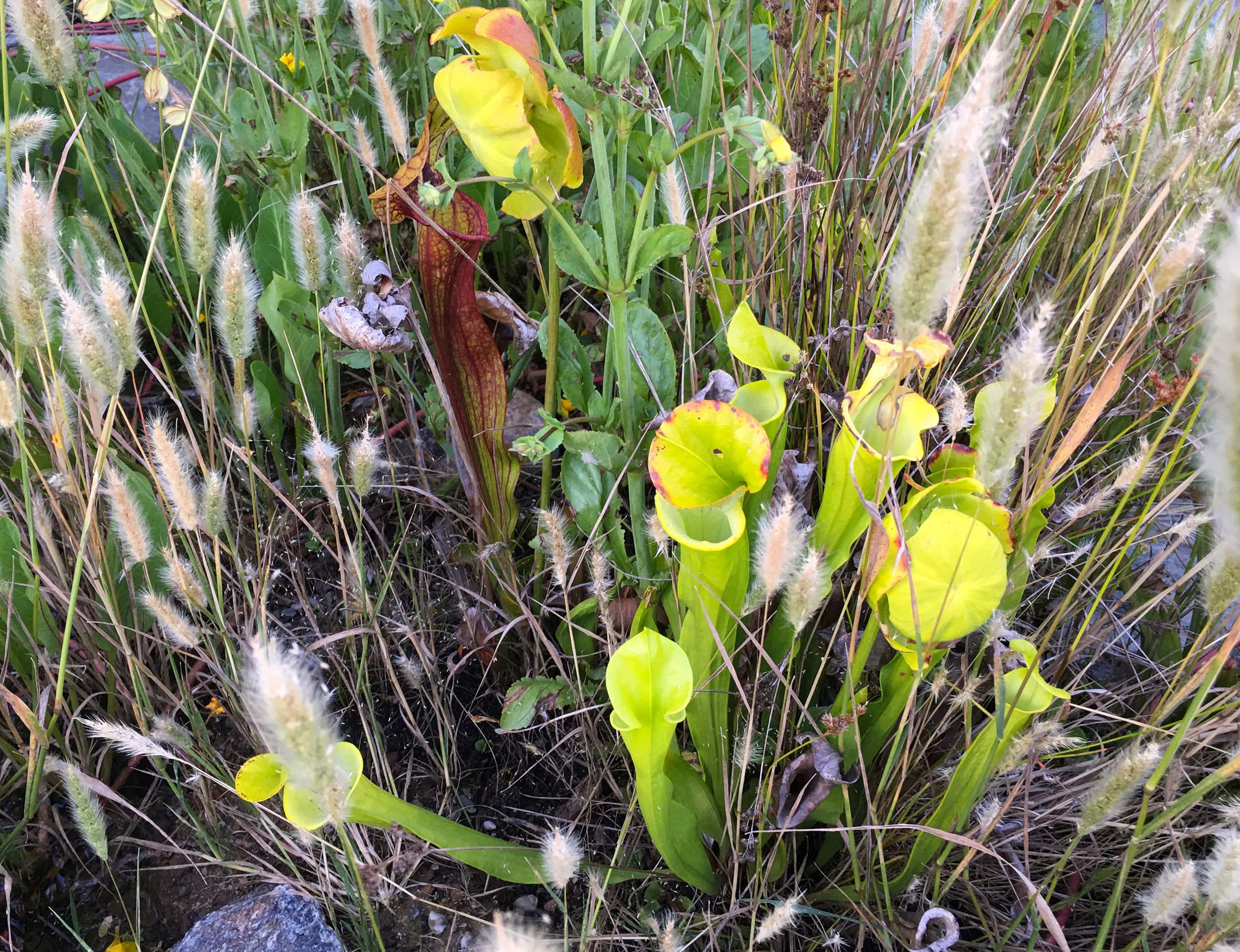 小面积荒野丨Huettl Landscape Architecture-10