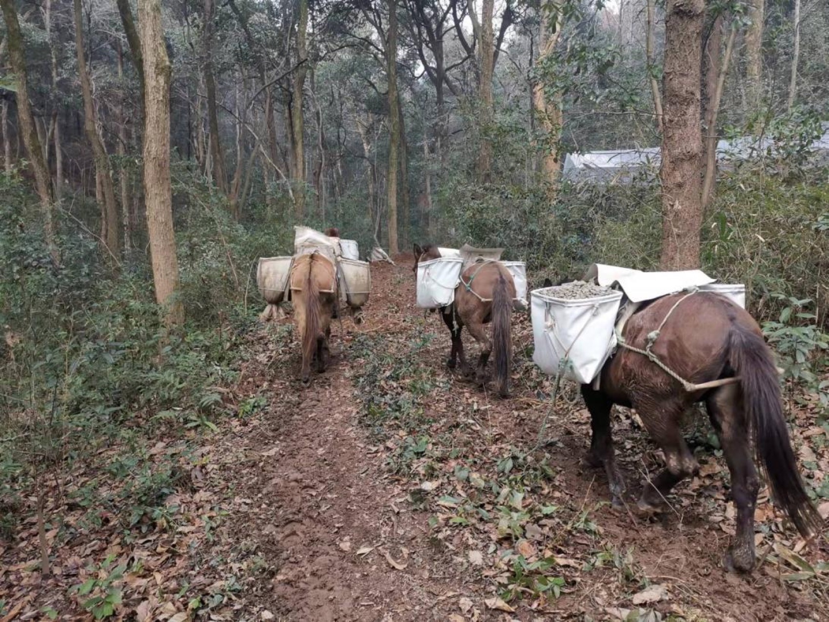 双西绿道项目丨中国杭州丨中国电建集团华东勘测设计研究院有限公司-35