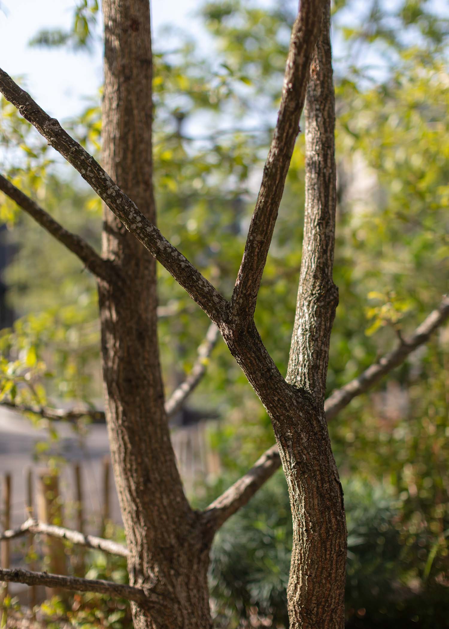 7000 Oaks 与城市生态共生的艺术设计-51