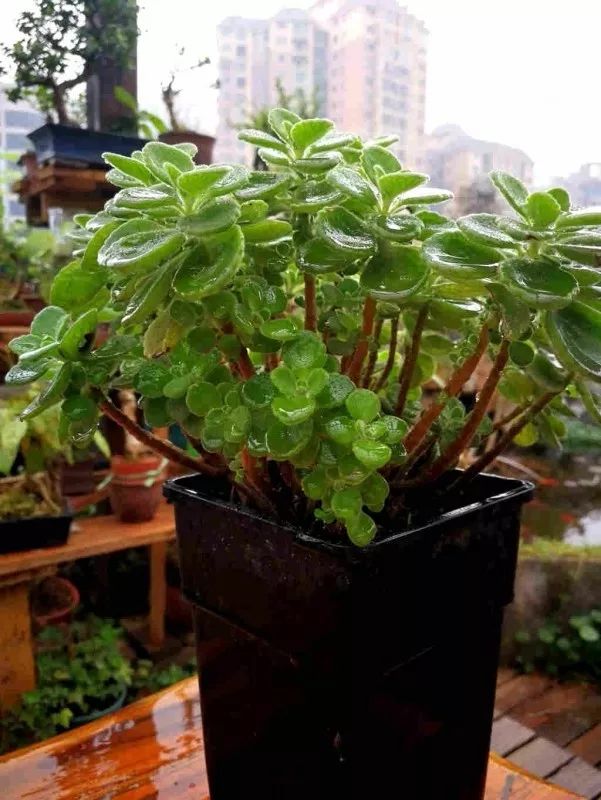 不惑之年，他自己动手建了一座楼顶花园，养花种菜喂鱼……-131