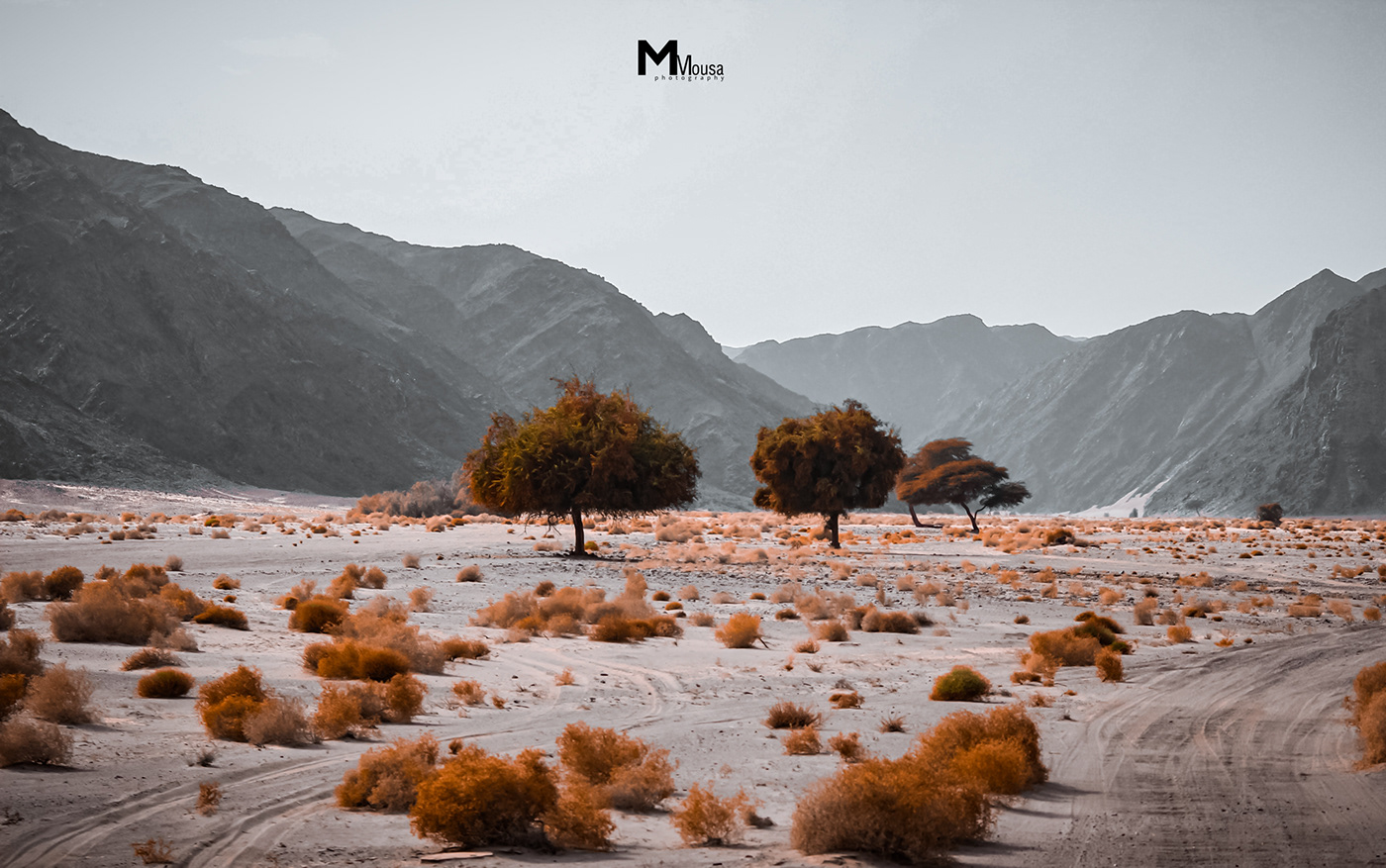 Nature in Wadi El Gemal Reserve-2