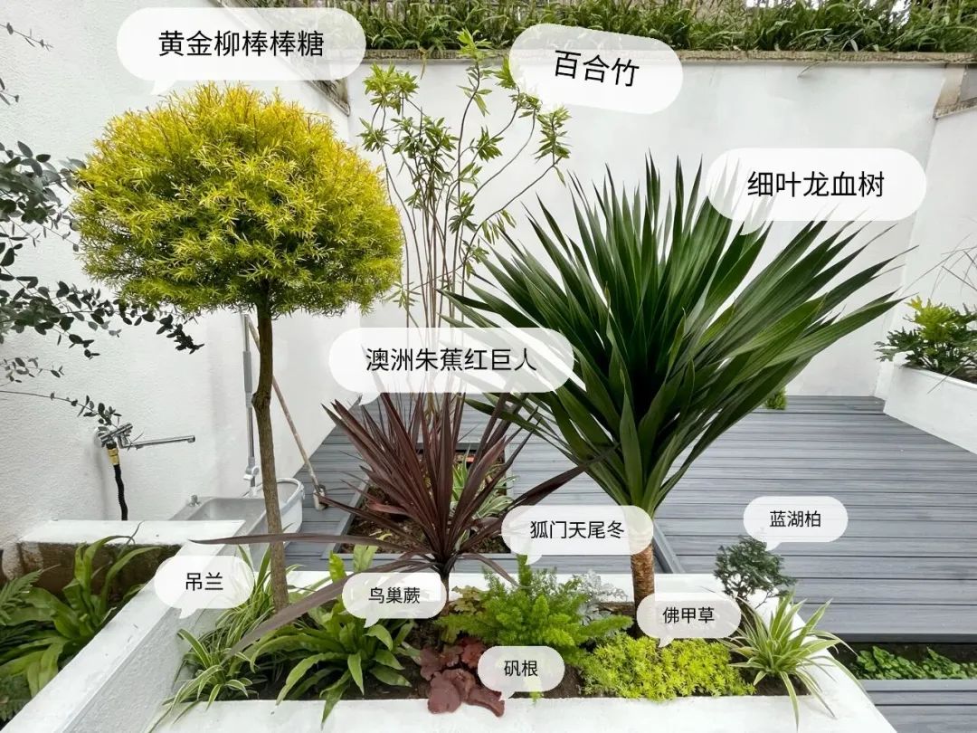 一个没有花的花园，全是绿植的高颜值花园改造，太美了-10