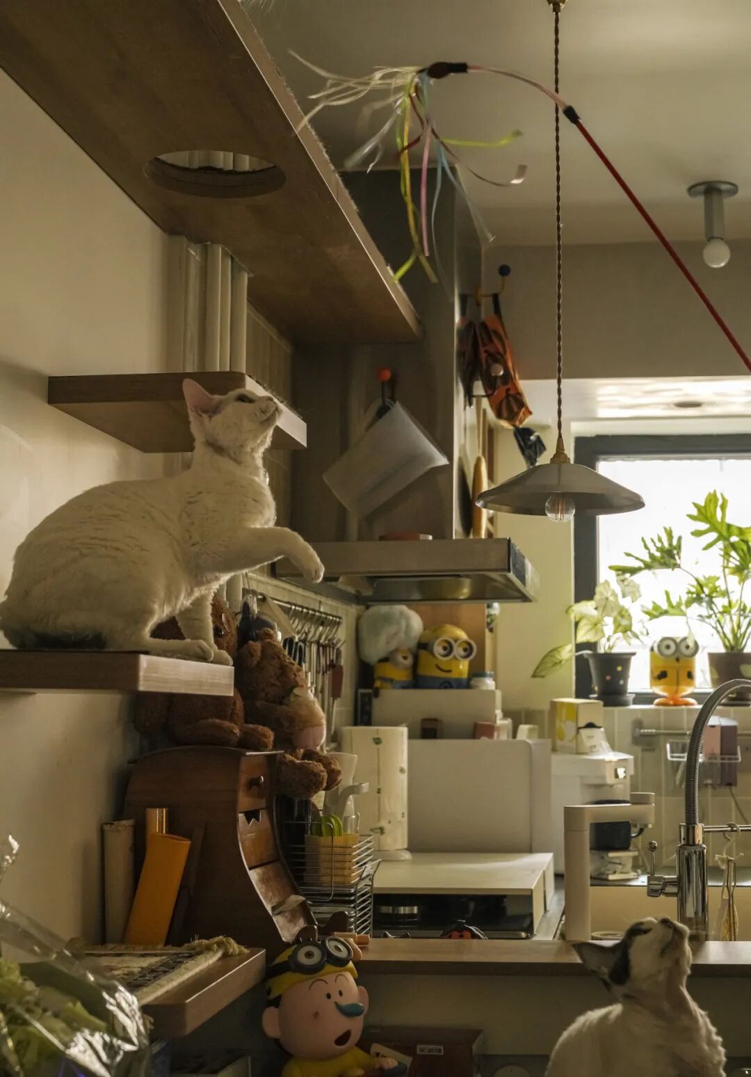 44㎡的治愈宇宙：一人四猫的共生乐园，小户型里的极致温柔-54
