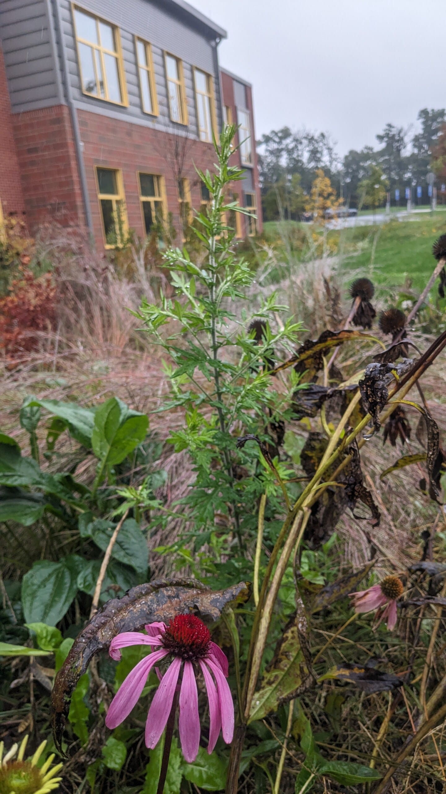 SHAW ELEMENTARY SCHOOL - Dodson & Flinker - Landscape Architecture and Planning-7