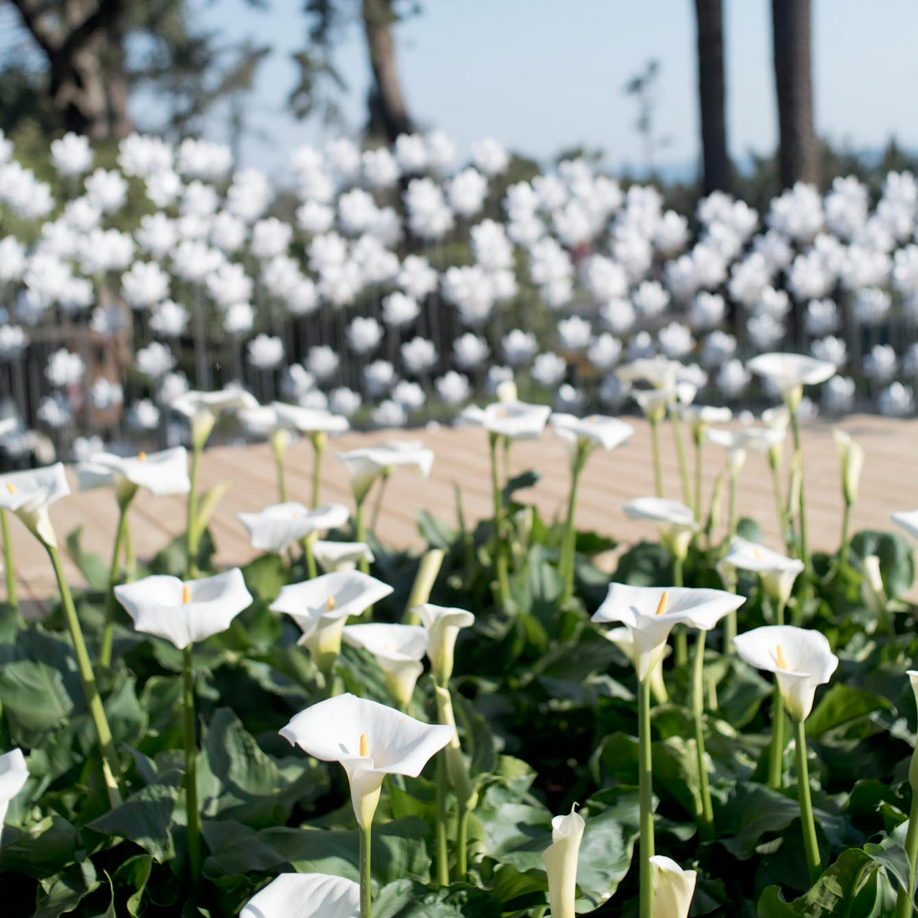 欧洲花卉展丨DLA design lab-11