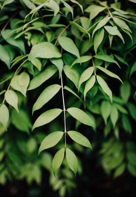 赫斯基森项目  GNK景观设计公司（这里GNK为特定名称，若无更多背景难以更精准翻译，推测一般为专业领域的公司名称，Landscapes可理解为景观设计公司等相关含义） -17