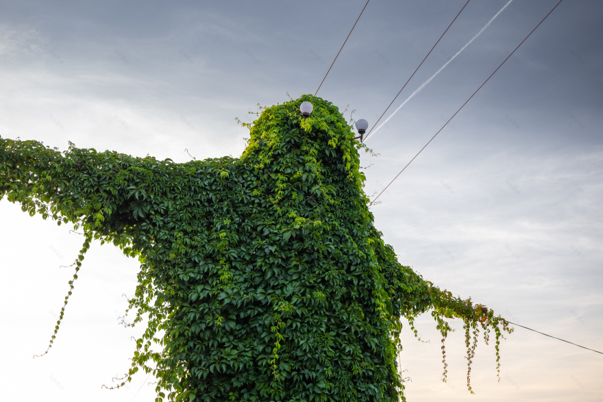 波兰奥波莱省“神秘生物”电线杆景点丨波兰波莱-11